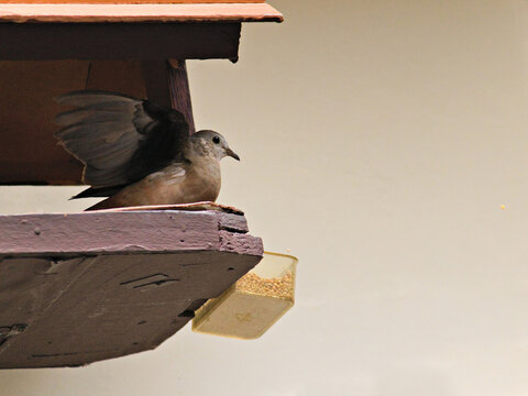 bird known as Common Ground-Dove (Columbina passerina) sitting in a rustic birdhouse to feed.