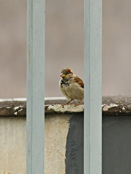 young sparrow perched between two metal bars.