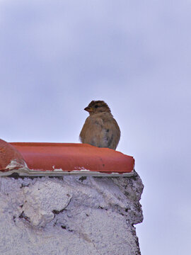 small sparrow with fluff, and cute appearance, perched on an eaves under a cerulean blue sky.