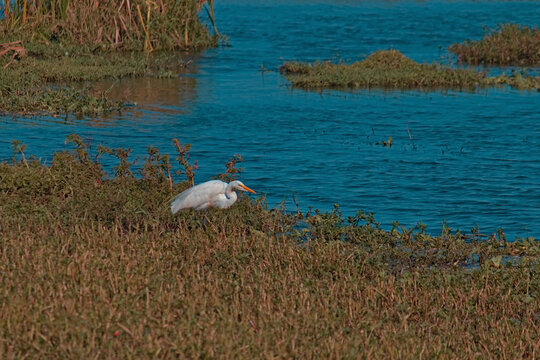 wading bird known as the Great Egret (Ardea alba) looking for food on the shore of a lake.