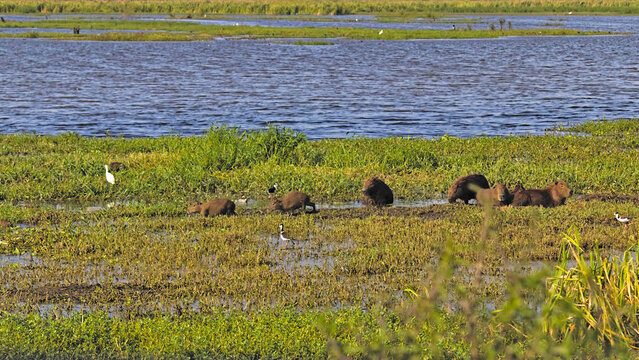 Herd of capybaras on the shore of a lake.