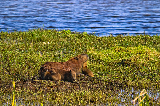 capybara and three cubs basking in the sun, on the shore of a small lake.