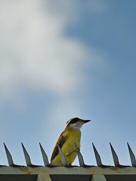 bird known as Kiskadee, perched on top of a wall, clinging to one of the railing spikes.
