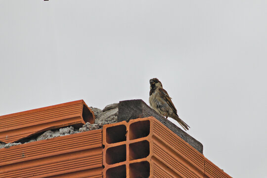 isparrow perched on top of an unfinished brick wall.