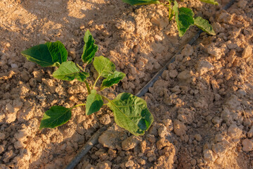 Eggplant seedlings and drip irrigation system in greenhouse. Gardening concept photo on sunny day. Selective focus
