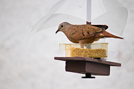 bird known as Common Ground-Dove (Columbina passerina) perched on a feeder with a transparent cover.