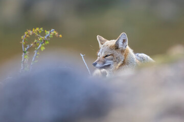 Obraz premium Patagonia Grey Fox, Pseudalopex griseus, Torres del Paine National Park, Chile