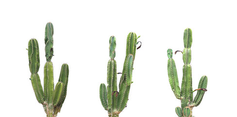 Set of cactus on white background.