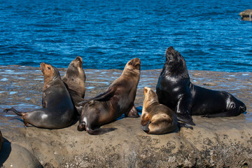 Naklejka premium South America 