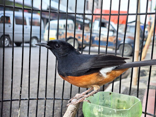 A very beautiful the Forest Kucica or Black Murai Batu songbird in a cage.