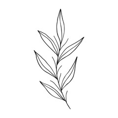 Fototapeta premium Vector outline branch with leaves.Simple design element for botany emblem.Organic logo template.Hand drawn floral illustration for prints,flyers,banners,wedding,invitations,clipart.