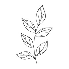 Vector outline branch with leaves.Simple design element for botany emblem.Organic logo template.Hand drawn floral illustration for prints,flyers,banners,wedding,invitations,clipart.