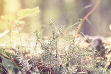 Beautiful green fir tree branches close up in forest. Christmas holiday concept. Soft focus, macro.
