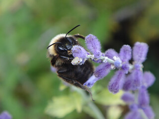 Buff-tailed bumble bee (Bombus terrestris), male feeding on lavender flowers