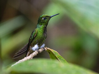 Violet-tailed Sylph (Aglaiocercus coelestis) in the Cloud Forest of Northwestern Quito, Ecuador