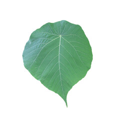 Green leaves with transparent image of PNG format extension.