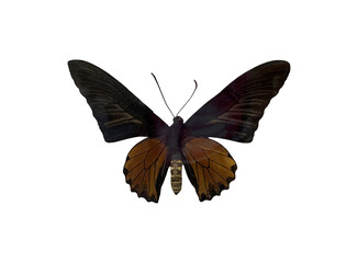 The golden birdwing is name of butterfly with transparent image of PNG format extension.