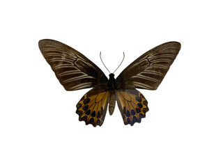 The golden birdwing (F) is name of butterfly with transparent image of PNG format extension, A dried stuffed butterfly.
