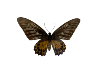 The golden birdwing (F) is name of butterfly with transparent image of PNG format extension, A dried stuffed butterfly.