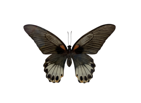 The Great Mormon (M) is name of butterfly with transparent image of PNG format extension.