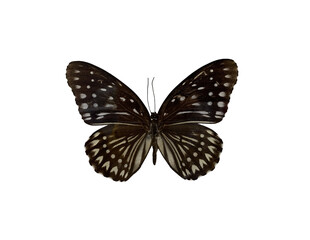The Blue Kaiser is name of butterfly with transparent image of PNG format extension.