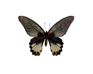 Great Mormon (F) is name of butterfly with transparent image of PNG format extension.