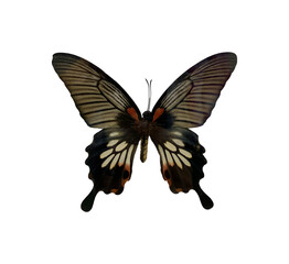 Naklejka premium Great Mormon (F) is name of butterfly with transparent image of PNG format extension.