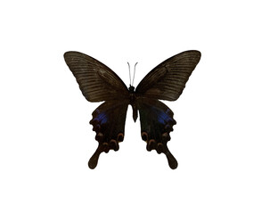 The Common Peacock is name of butterfly with transparent image of PNG format extension.