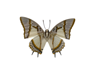 The Great Nawab is name of butterfly with transparent image of PNG format extension.