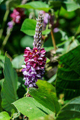 紫色の花を咲かせた葛