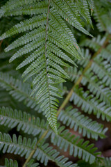 fern leaf in the forest