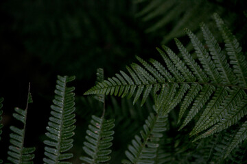 fern leaves