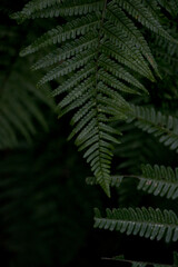 fern leaves
