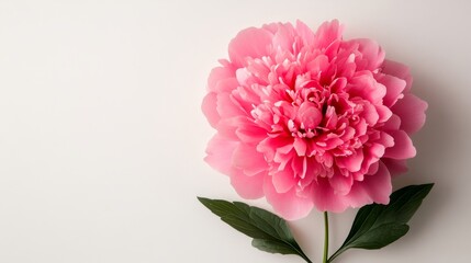 Pink peony with intricate petal details on a white background, ideal for feminine and floral content, single flower.