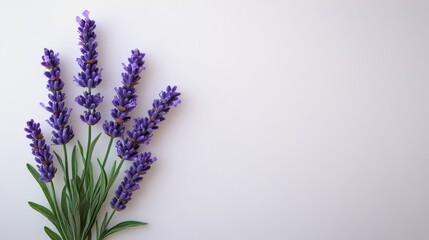 Fototapeta premium Single lavender sprig with soft purple tones on solid white background, detailed and calming