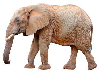 Obraz premium PNG Elephant wildlife animal mammal.