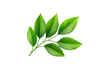 Obraz premium A vibrant green leaf branch showcasing lush foliage, PNG