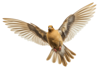 PNG Flying animal bird dove.