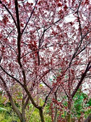 cherry tree