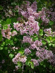 Obraz premium Lilac tree