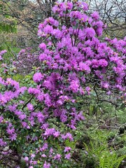 Obraz premium pink flowers in the garden