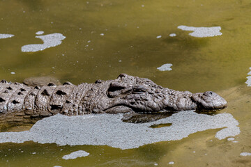 alligator in the swamp