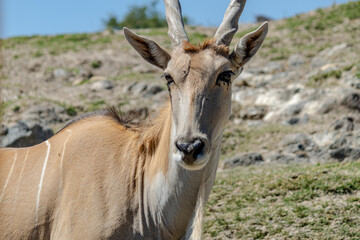 impala in the savannah