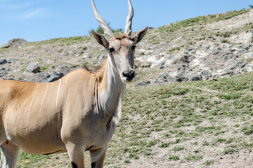 antelope in the wild