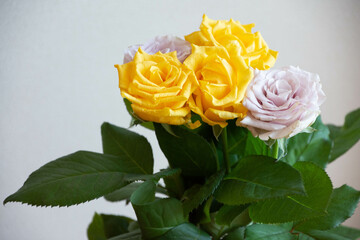 紫と黄色のばら