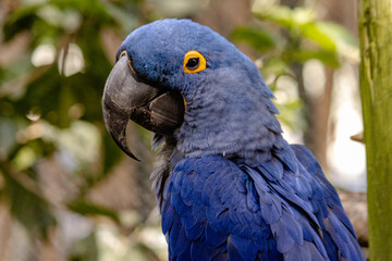 blue and yellow macaw