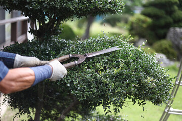 庭木の手入れをする男性