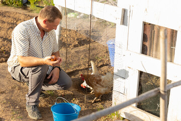 Farmer picking up fresh eggs from outdoor chicken coop. Village resident working in ranch.