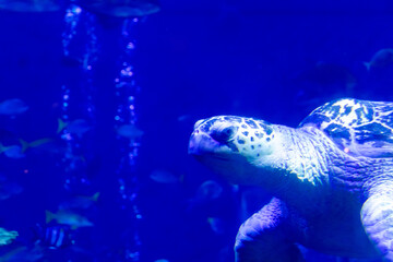 Fototapeta premium 水の中を泳ぐウミガメ