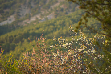 Spring blossoms in a tranquil mountain landscape surrounded by lush greenery and soft sunlight enhancing the natural beauty of the area